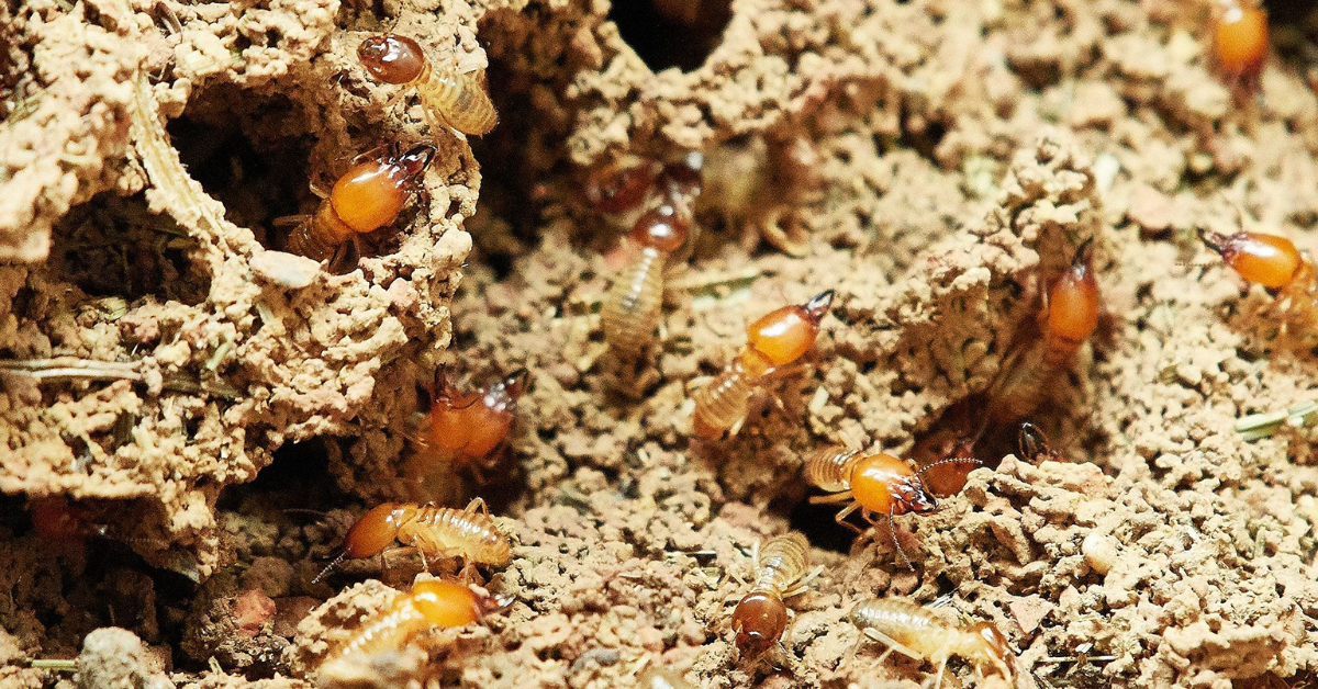 Pure Pest Co (5)