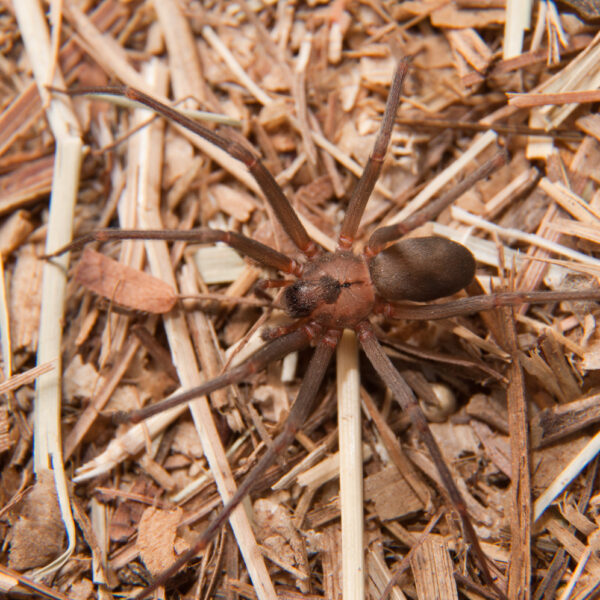 Closeup image of a Brown Recluse, Loxosceles reclusa, a venomous spider camouflaged on dry winter grass