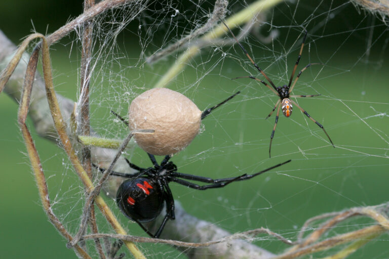 Black Widow Spider Family – Female, Male, Egg sac