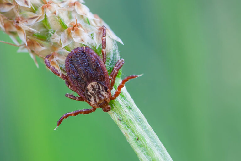 Dermacentor andersoni