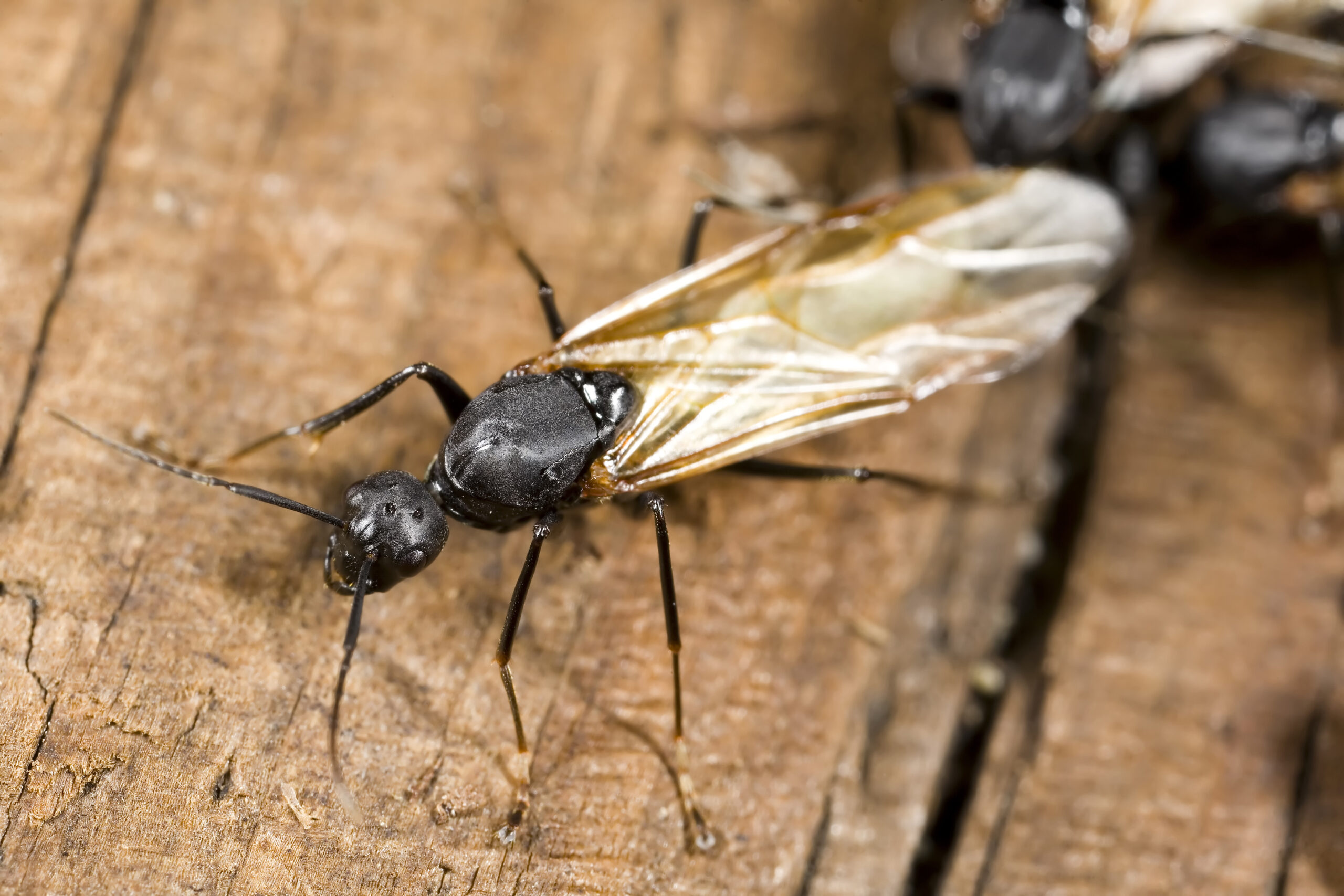 What Does It Mean When You Dream About Ants On The Wall