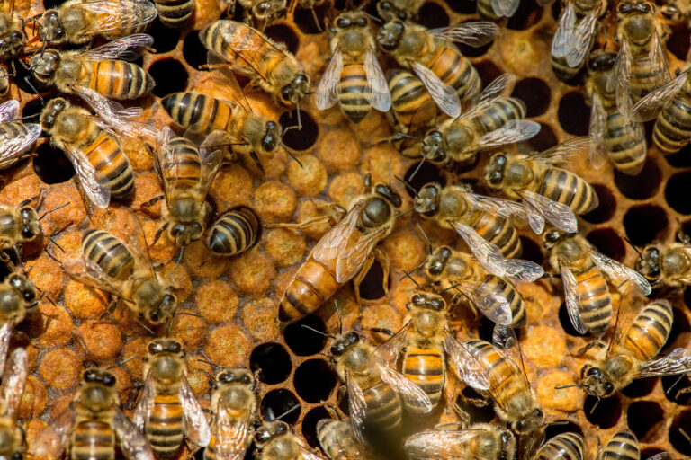 The queen bee swarm – selective focus
